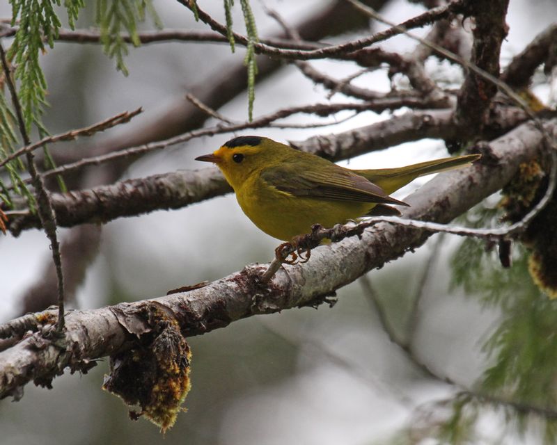 Wilsons Warbler.jpg