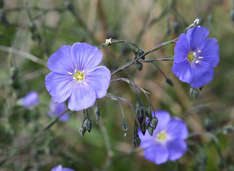 YUK Wildflowers 1.jpg