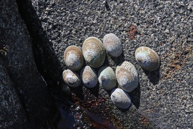 AK Limpets.jpg