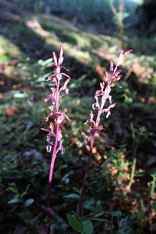 AK Spotted Coralroot.jpg