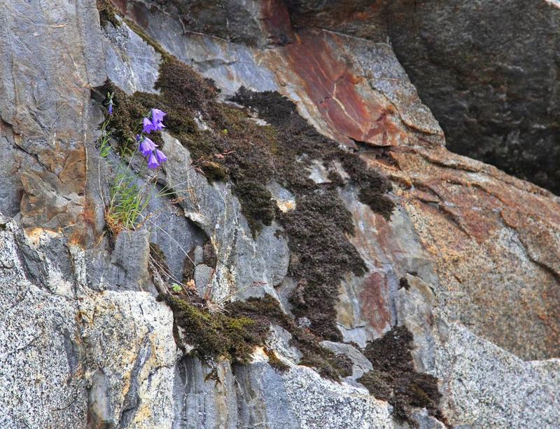 AK Wildflowers 10.jpg :: Blue Bells of Scotland