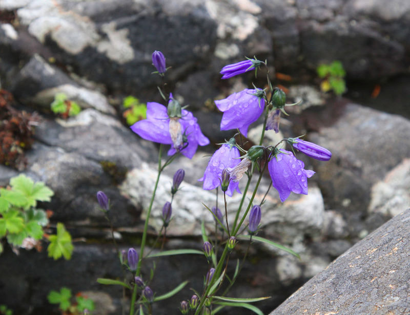 AK Wildflowers 9.jpg :: Blue Bells of Scotland