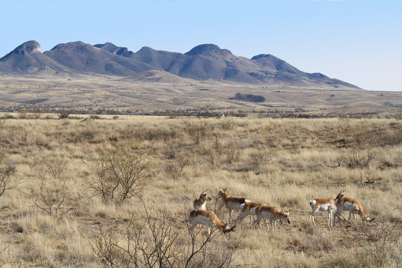 AZ Antelope Mustang Mtns.jpg