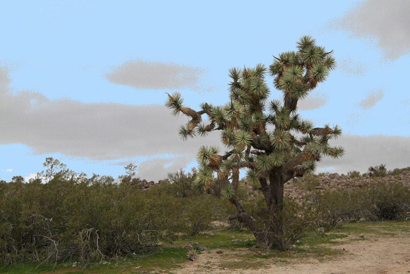 AZ Joshua Tree.jpg