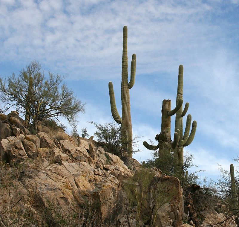 AZ Saguaro.jpg
