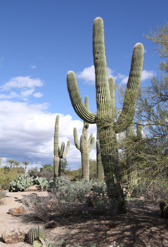 AZ Saguaro3.jpg