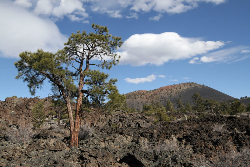 AZ Sunset Crater 2.jpg :: Ponderosa Pine growing in cinder field