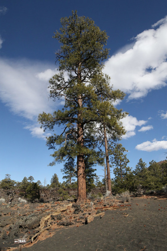 AZ Sunset Crater.jpg