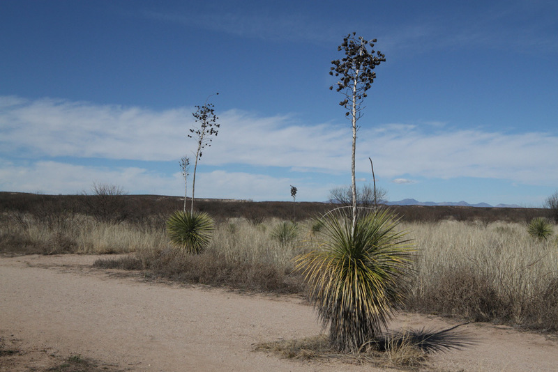 AZ Yucca2.jpg