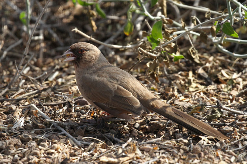 Aberts Towhee 2.jpg