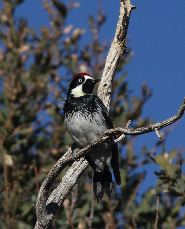 Acorn Woodpecker3.jpg