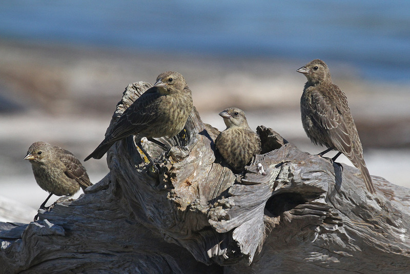 American Goldfinch 2.jpg :: Juveniles at end of first summer 