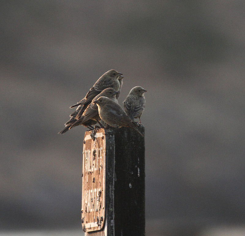 American Goldfinch 3.jpg