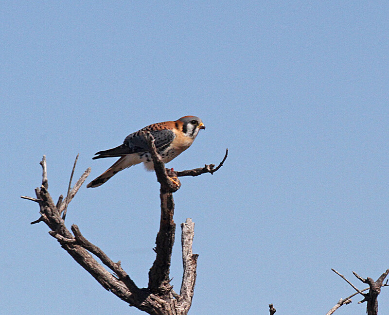 American Kestrel3.jpg