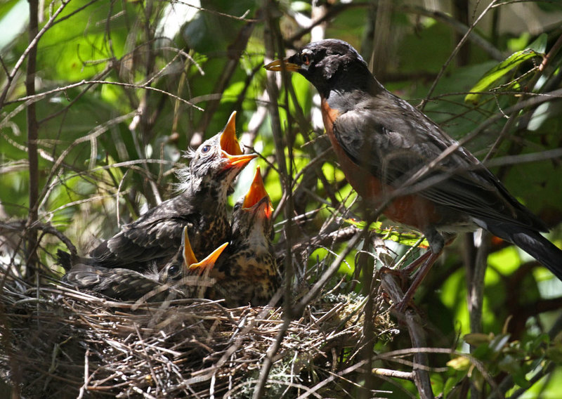 American Robins 1.jpg