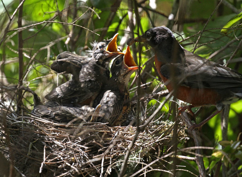American Robins 2.jpg