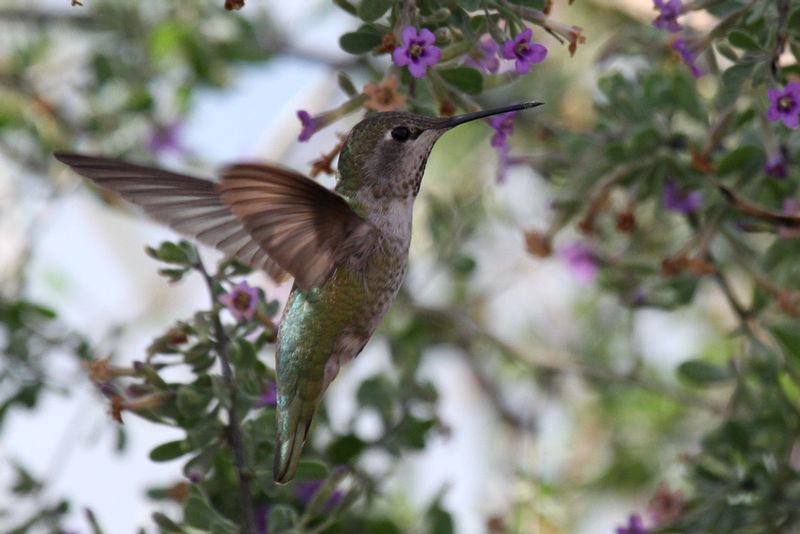 Annas Hummingbird.jpg
