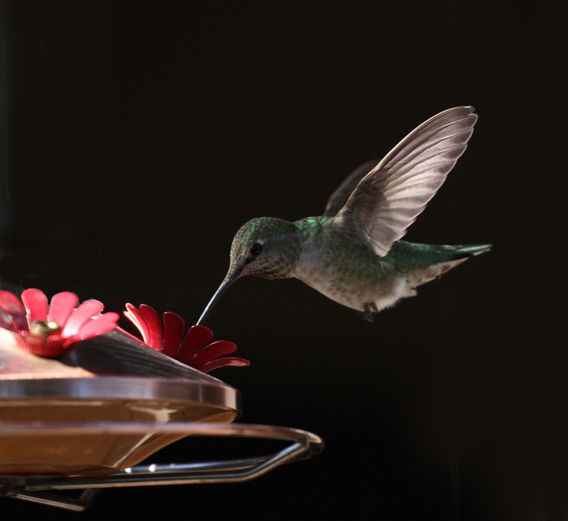 Annas Hummingbird5.jpg