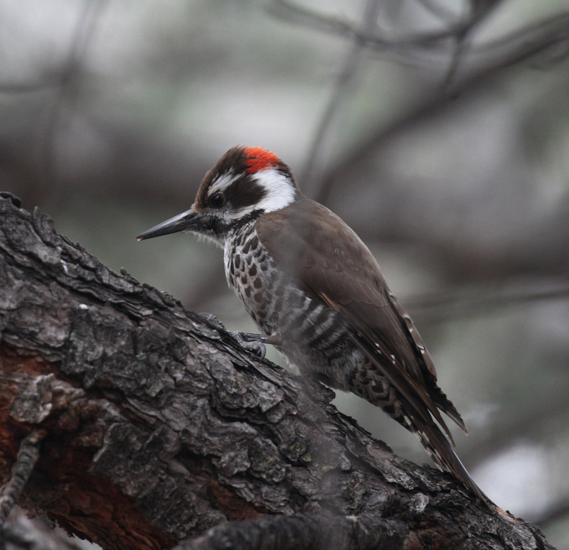 Arizona Woodpecker4.jpg