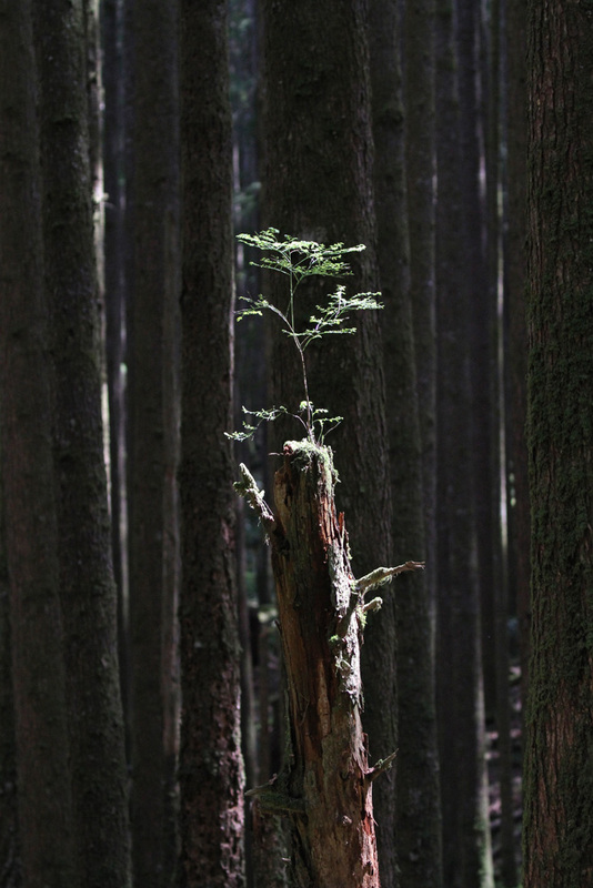 BC In the Forest.jpg