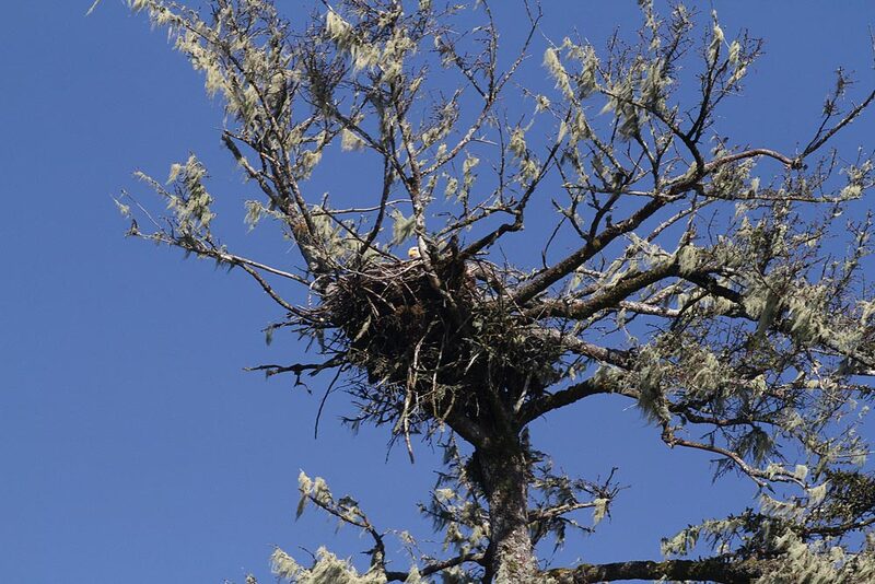 Bald Eagle nest.jpg