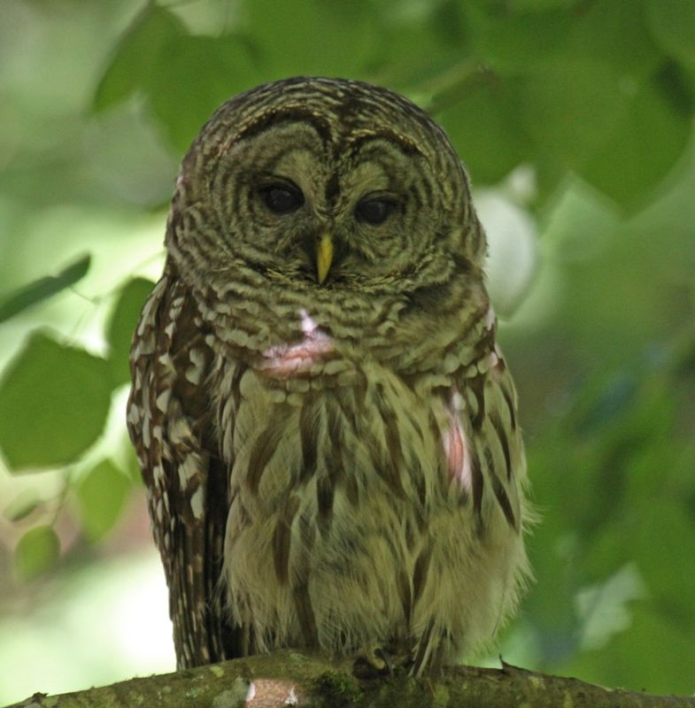 Barred Owl 1.jpg