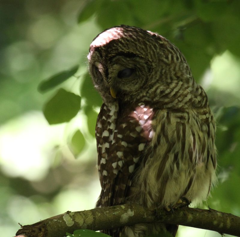 Barred Owl 3.jpg