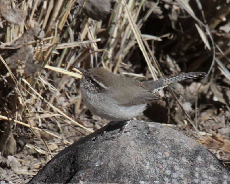Bewicks Wren.jpg