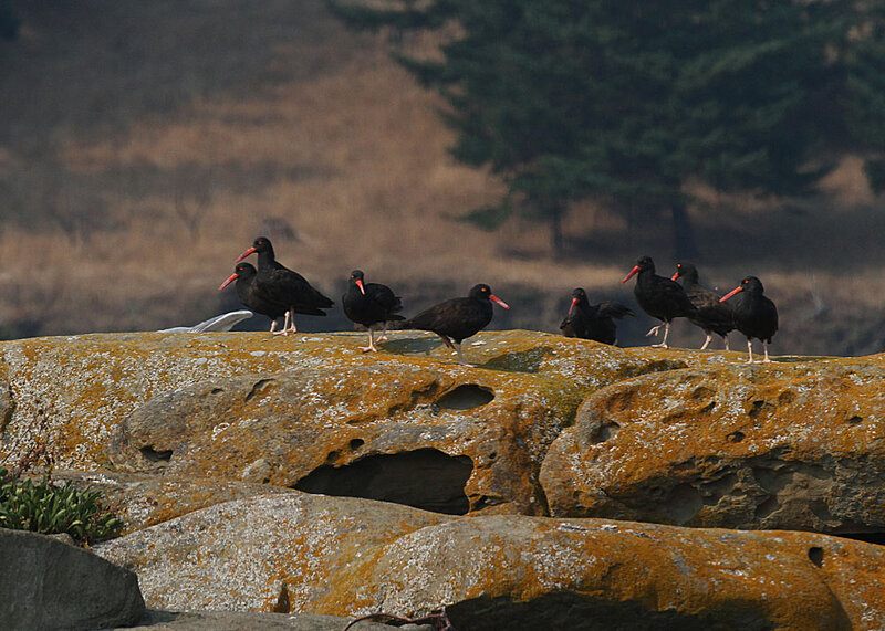 Black Oystercatcher7.jpg