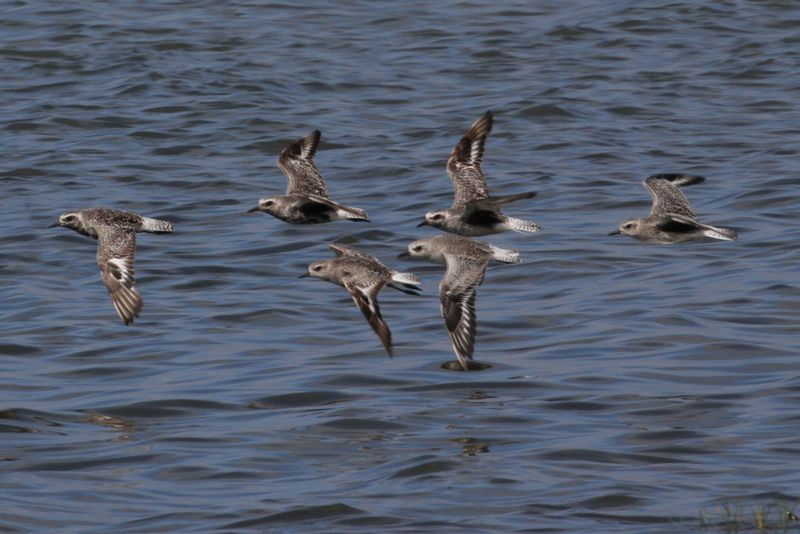 Black-bellied Plover 2.jpg