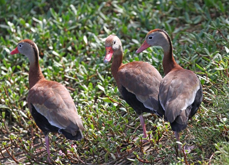 Black-bellied Whistling-duck3.jpg