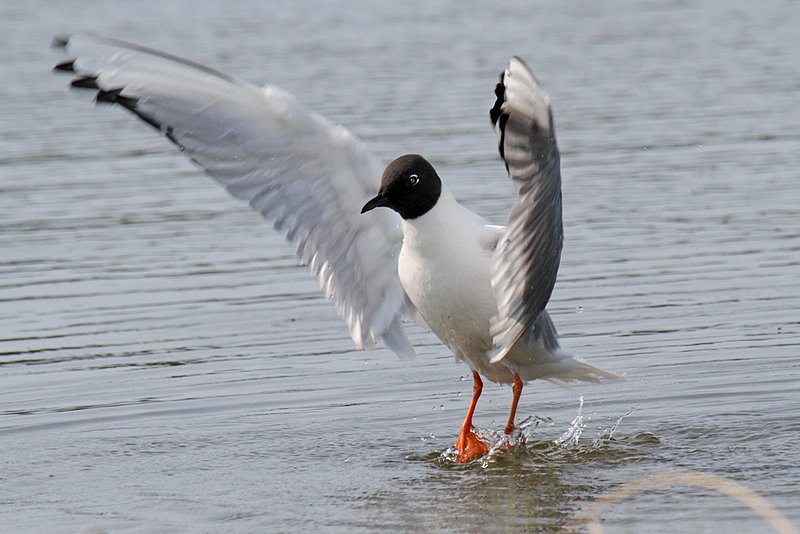 Bonapartes Gull 5.jpg