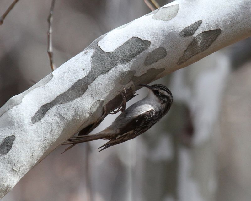 Brown Creeper 2.jpg