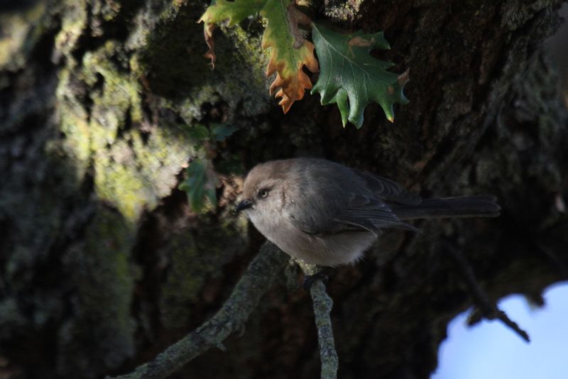 Bushtit1.jpg