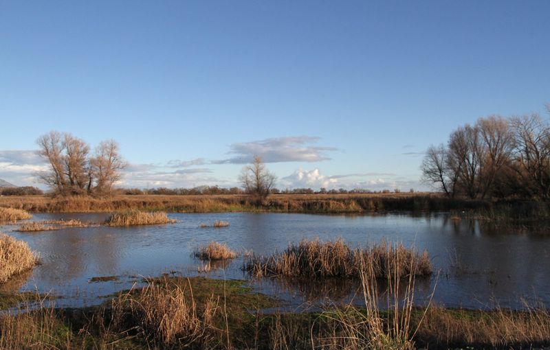 CA Colusa NWR.jpg