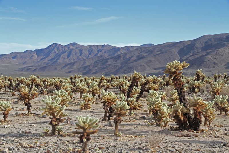 CA Death Valley 2.jpg :: Cholla forest