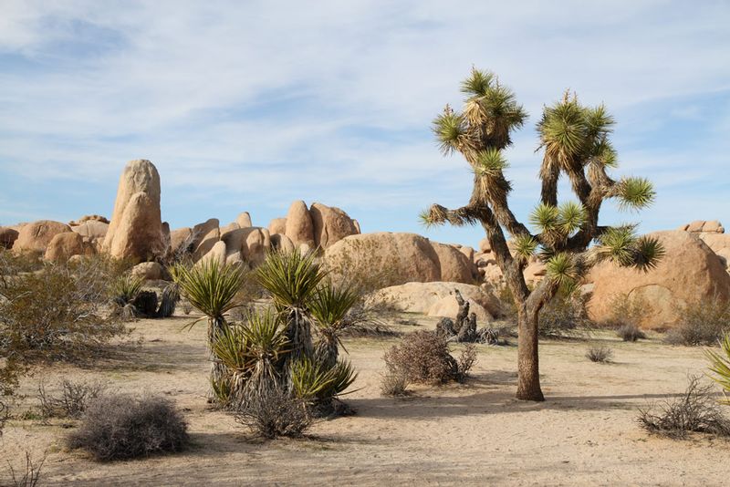 CA Joshua Tree NP3.jpg :: Joshua Tree National Park
