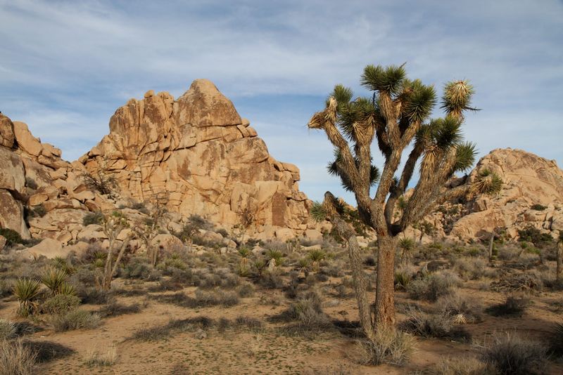 CA Joshua Tree NP4.jpg :: Joshua Tree National Park