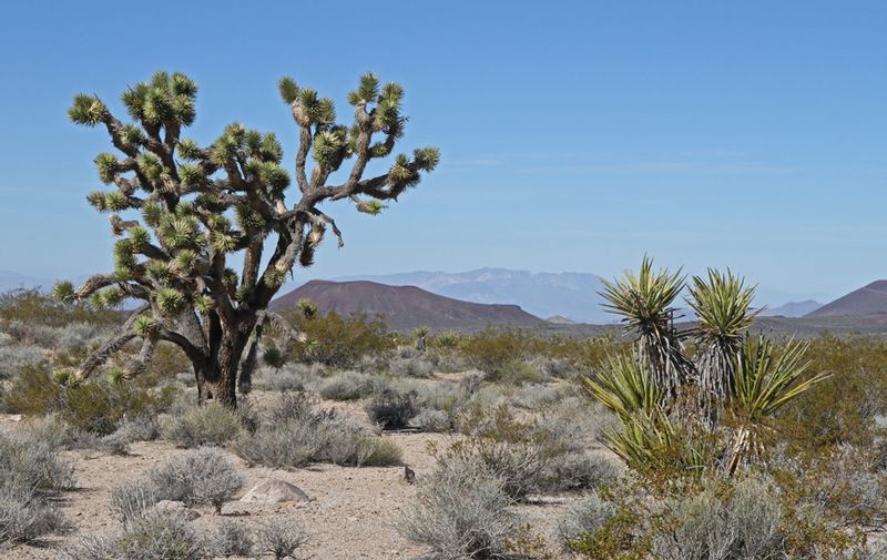 CA Mojave 2.jpg :: Mojave National Monument