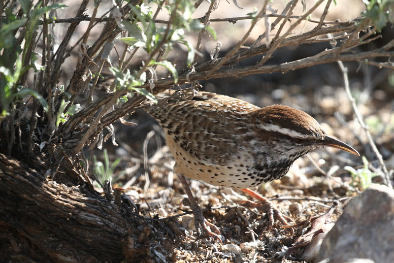 Cactus Wren6.jpg