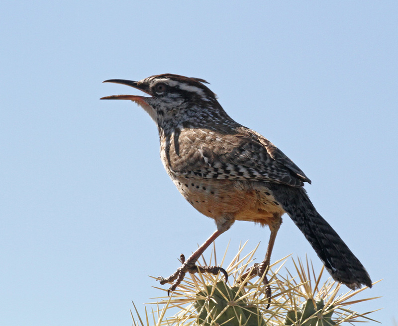 Cactus Wren7.jpg