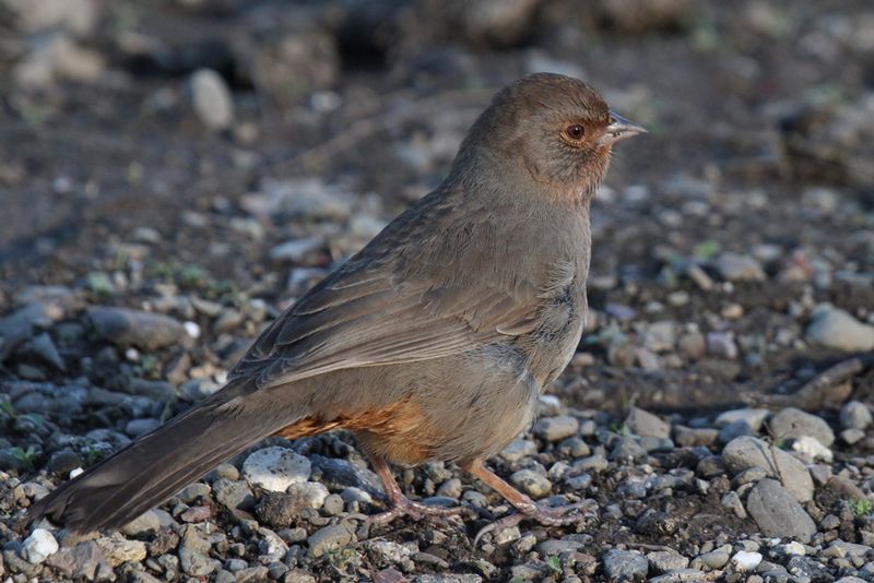 California Towhee.jpg