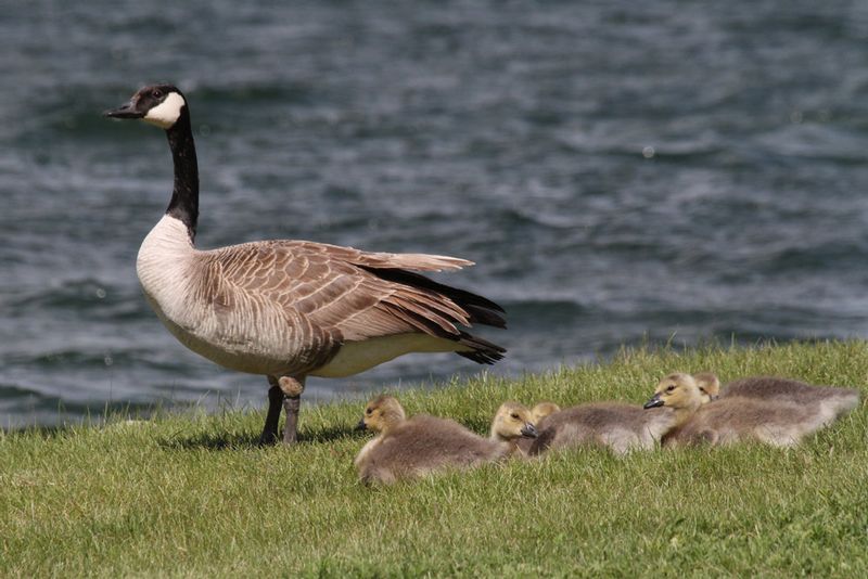 Canada Goose 2.jpg