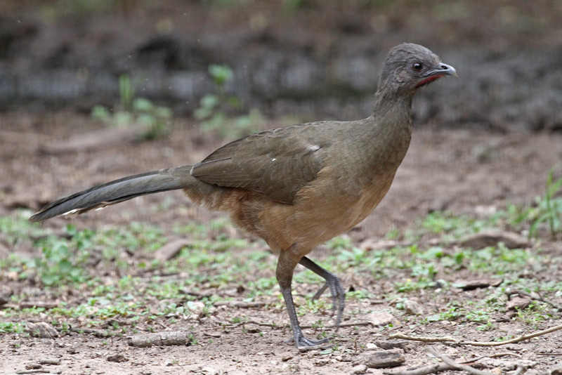 Chachalaca3.jpg