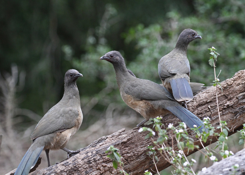 Chachalaca4.jpg