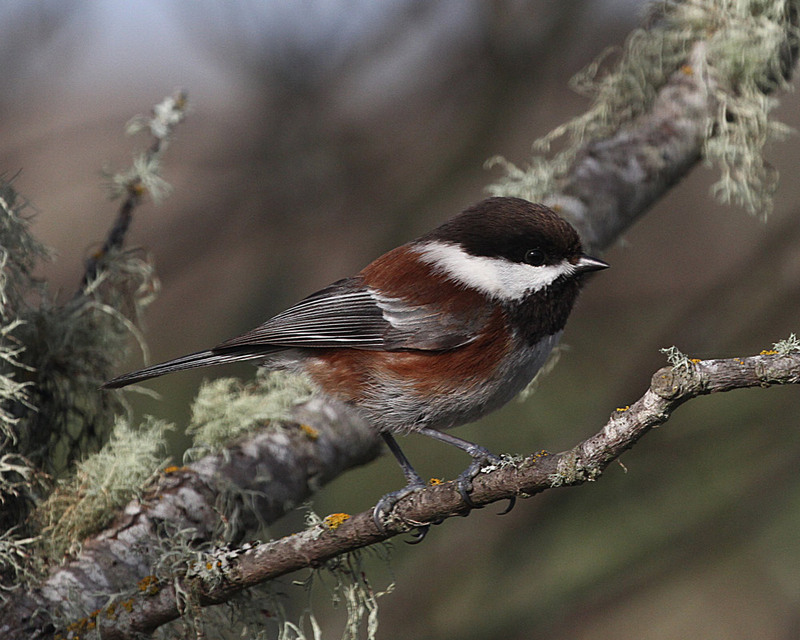 Chestnut-backed Chickadee2.jpg