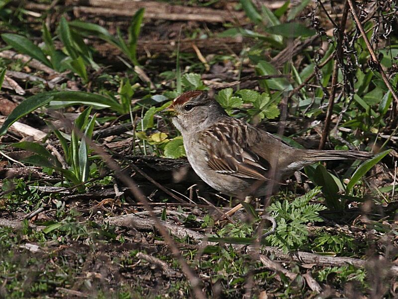 Chipping Sparrow2.jpg