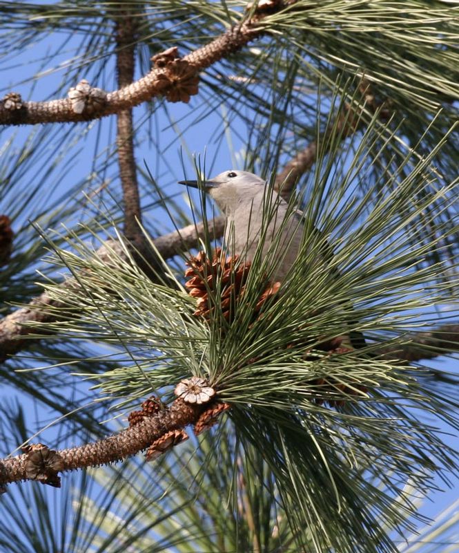 Clarks Nutcracker.jpg