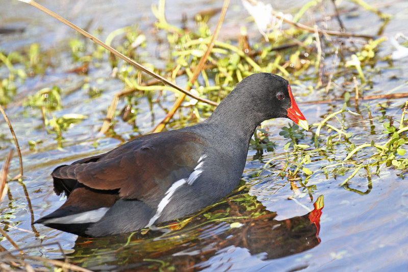 Common Gallinule 2.jpg