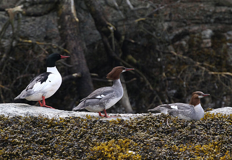 Common Merganser 5.jpg
